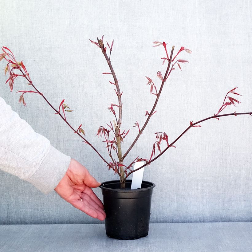 Acer palmatum Atropurpureum - Acero rosso giapponese Vaso da Ø 10 cm/11 cm esemplare consegnato in primavera