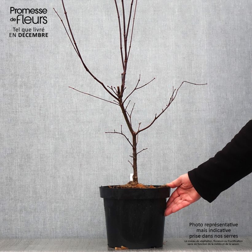 Esemplare di Acer palmatum Atropurpureum - Acero rosso giapponese Vaso da 4L/5L come consegnato in autunno