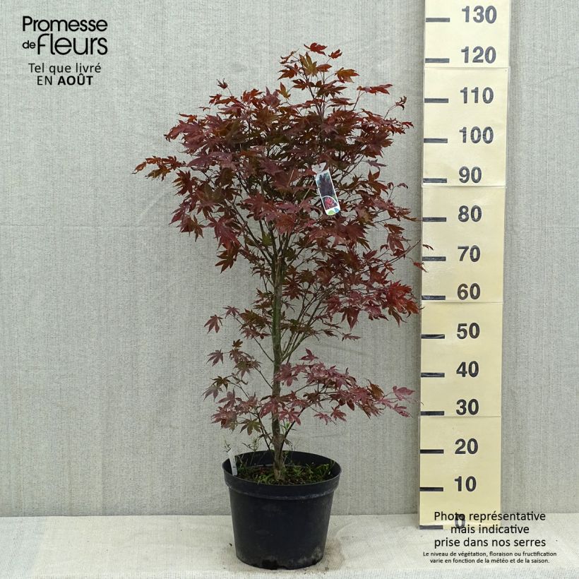 Esemplare di Acer palmatum Atropurpureum - Acero rosso giapponese Vaso da 4L/5L consegnato in estate