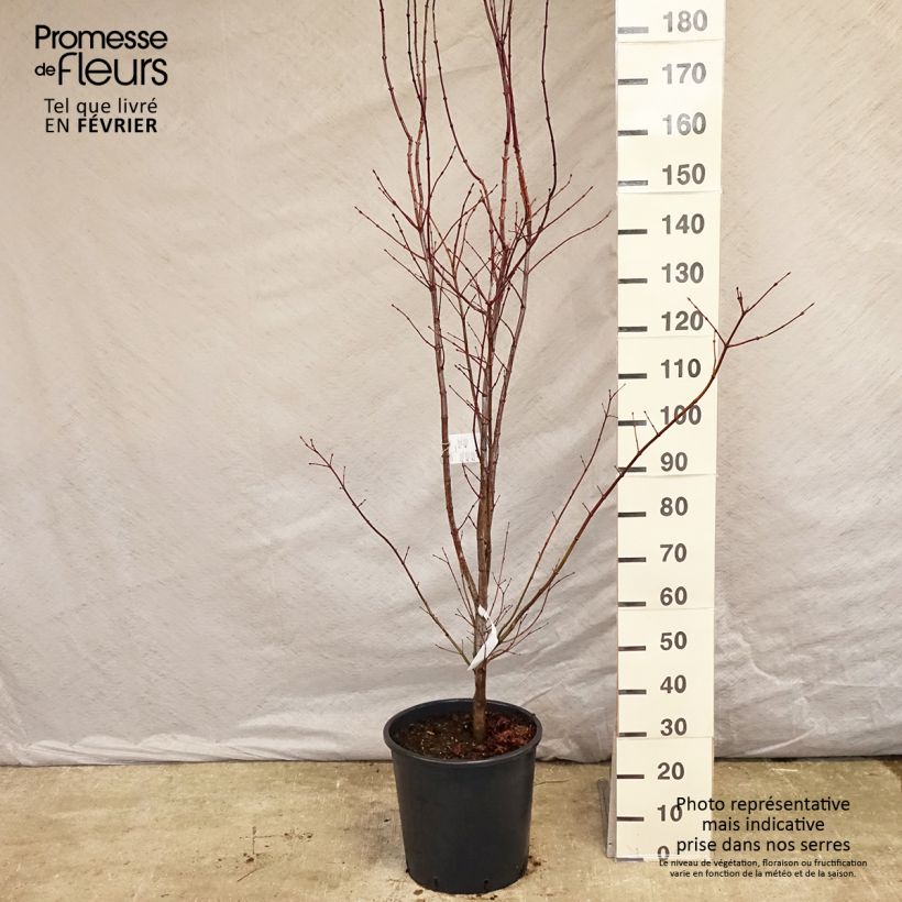 Acer palmatum Atropurpureum - Acero rosso giapponese Vaso da 20L/25L esemplare consegnato in inverno