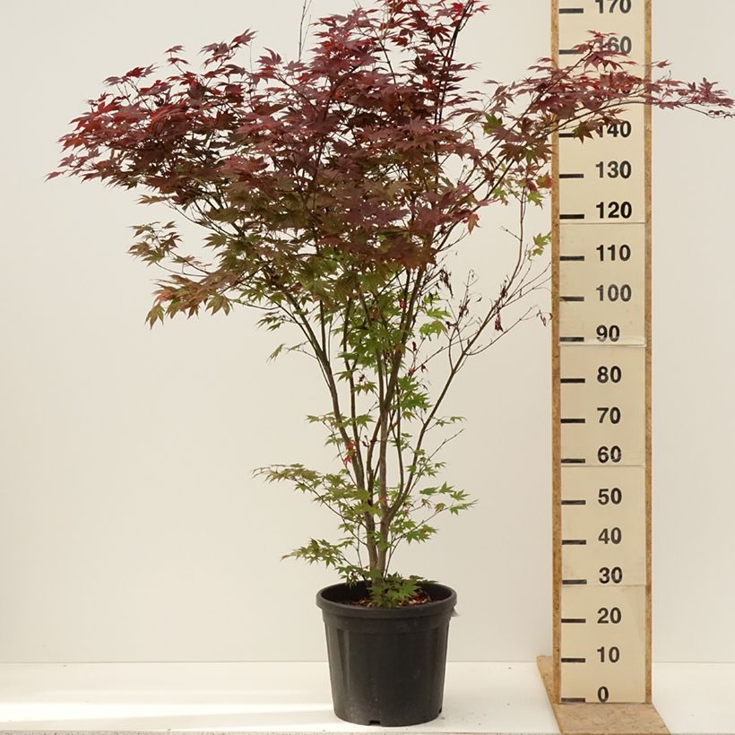 Acer palmatum Atropurpureum - Acero rosso giapponese Vaso da 20L/25L esemplare consegnato in primavera