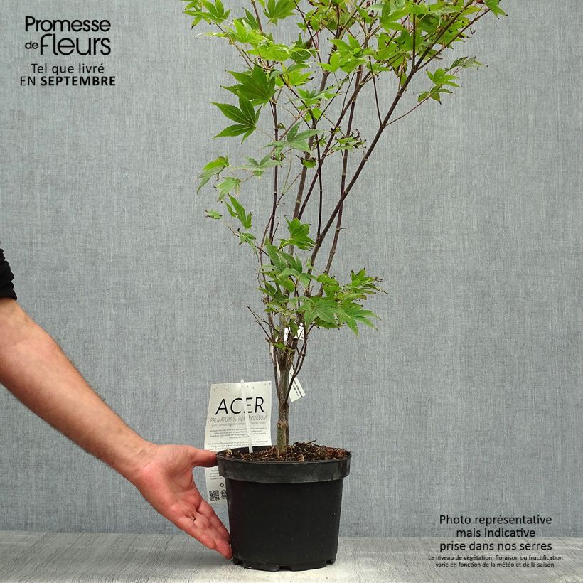 Esemplare di Acer palmatum Atropurpureum - Acero rosso giapponese Vaso da 2L/3L come consegnato in autunno