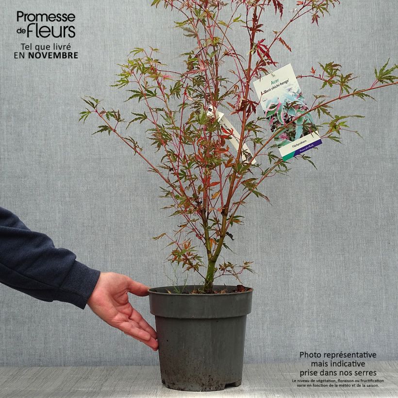 Esemplare di Acer palmatum Beni Shichihenge - Acero giapponese Vaso da 3L/4L come consegnato in autunno