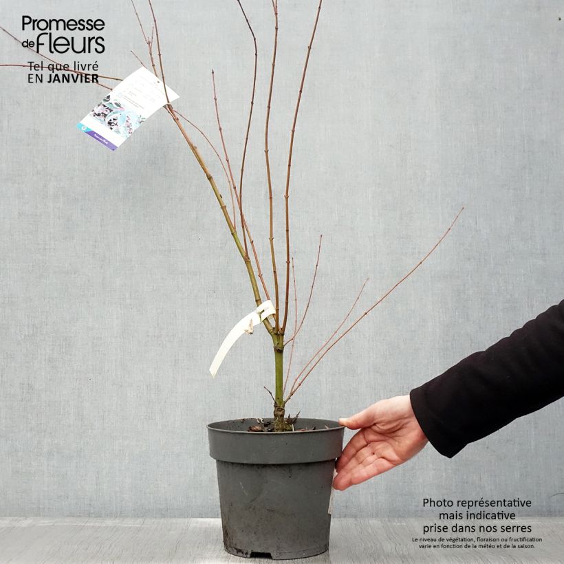 Acer palmatum Beni Shichihenge - Acero giapponese Vaso da 3L/4L esemplare consegnato in inverno
