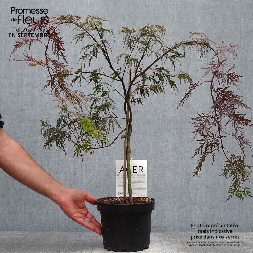 Esemplare di Acer palmatum Bloodgood - Acero giapponese Vaso da 3L/4L come consegnato in autunno
