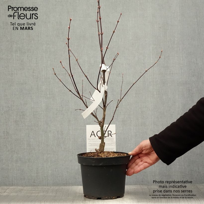 Acer palmatum Bloodgood - Acero giapponese Vaso da 3L/4L esemplare consegnato in primavera