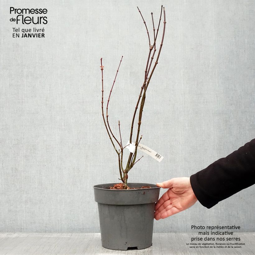 Acer palmatum Brandt’s Dwarf - Acero giapponese Vaso da 4L/5L esemplare consegnato in inverno