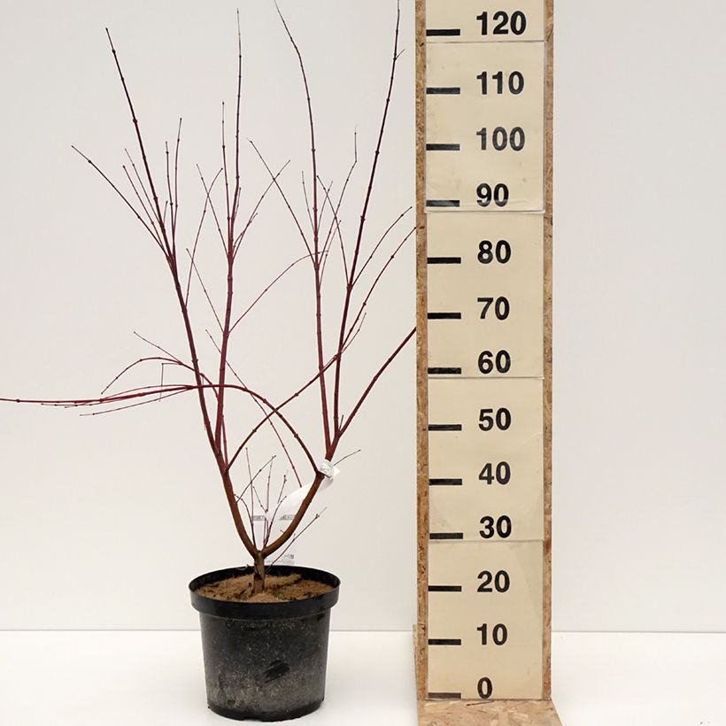 Acer palmatum Brown Sugar - Acero giapponese Vaso da 7,5L/10L esemplare consegnato in inverno