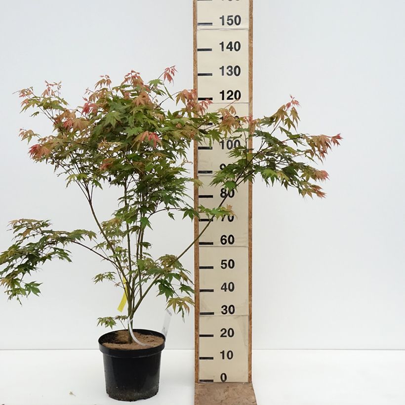 Acer palmatum Brown Sugar - Acero giapponese Vaso da 7,5L/10L esemplare consegnato in primavera