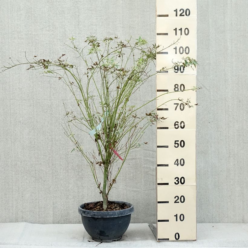 Esemplare di Acer palmatum Butterfly - Acero giapponese Vaso da 7,5L/10L come consegnato in autunno
