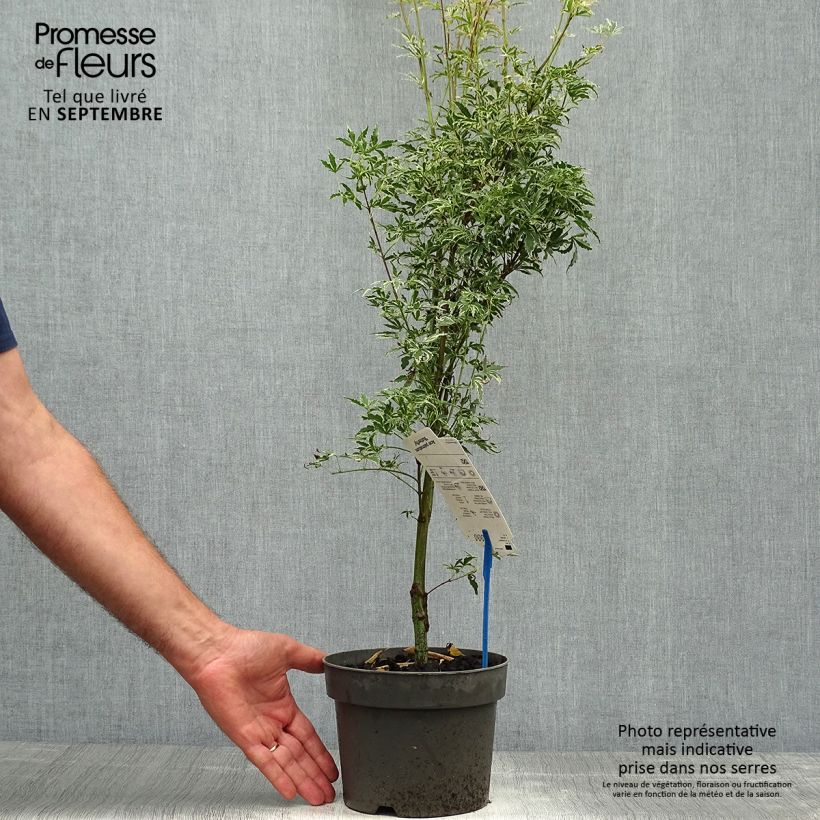 Esemplare di Acer palmatum Butterfly - Acero giapponese Vaso da 2L/3L come consegnato in autunno