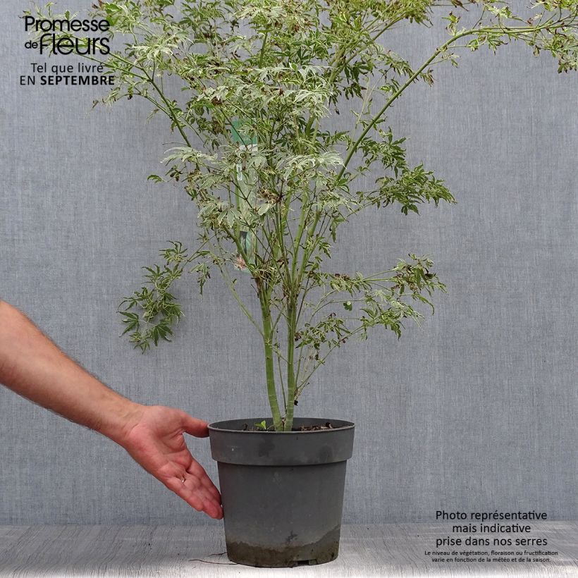 Esemplare di Acer palmatum Butterfly - Acero giapponese Vaso da 4L/5L come consegnato in autunno