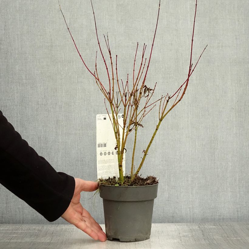 Esemplare di Acer palmatum Butterfly - Acero giapponese Vaso da 1L/1,5L come consegnato in autunno