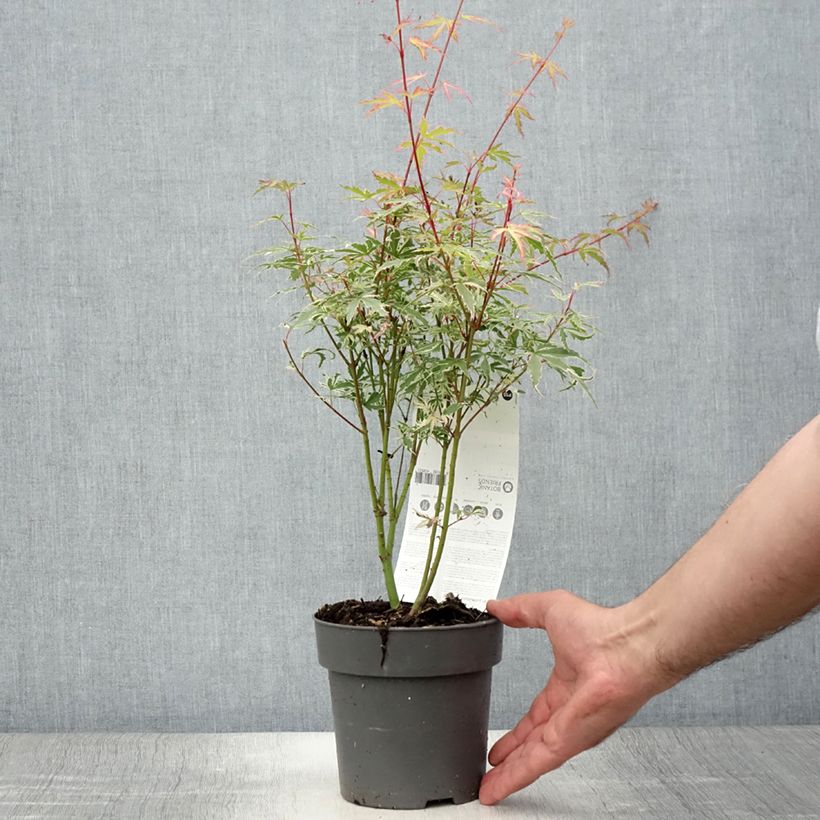 Esemplare di Acer palmatum Butterfly - Acero giapponese Vaso da Ø 10 cm/11 cm consegnato in estate