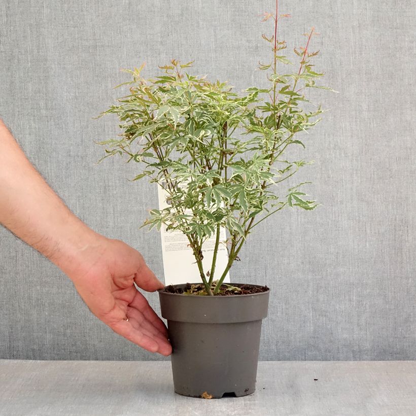 Acer palmatum Butterfly - Acero giapponese Vaso da 1L/1,5L esemplare consegnato in primavera