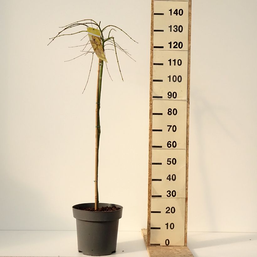 Acer palmatum Cascade Citrine - Acero giapponese Vaso da 12L/15L esemplare consegnato in inverno