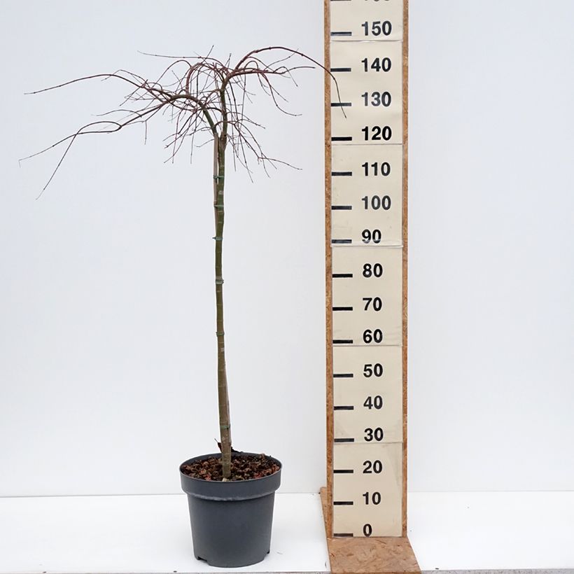 Esemplare di Acer palmatum Cascade Citrine - Acero giapponese Vaso da 12L/15L, Vaso impalcato medio come consegnato in autunno