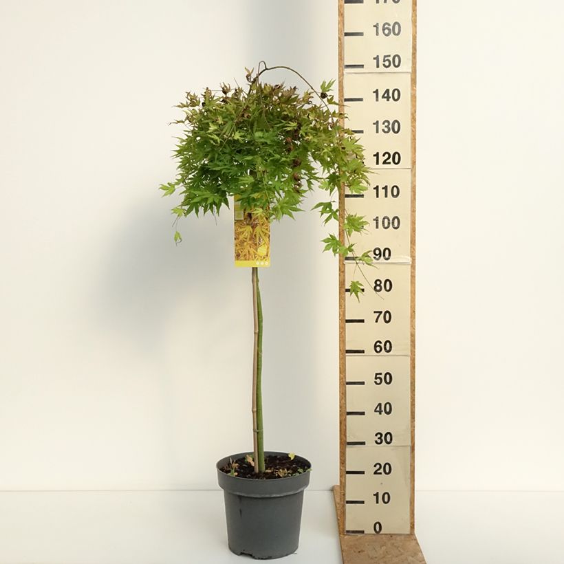 Esemplare di Acer palmatum Cascade Citrine - Acero giapponese Vaso da 12L/15L consegnato in estate