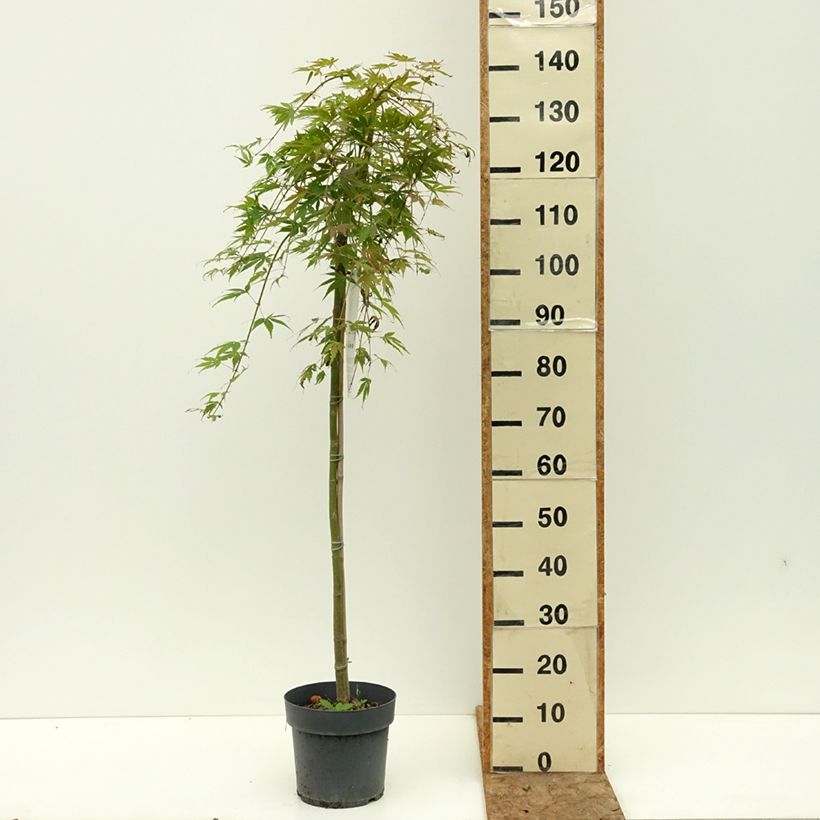 Esemplare di Acer palmatum Cascade Emerald - Acero giapponese Vaso da 6L/7L, Vaso impalcato medio consegnato in estate