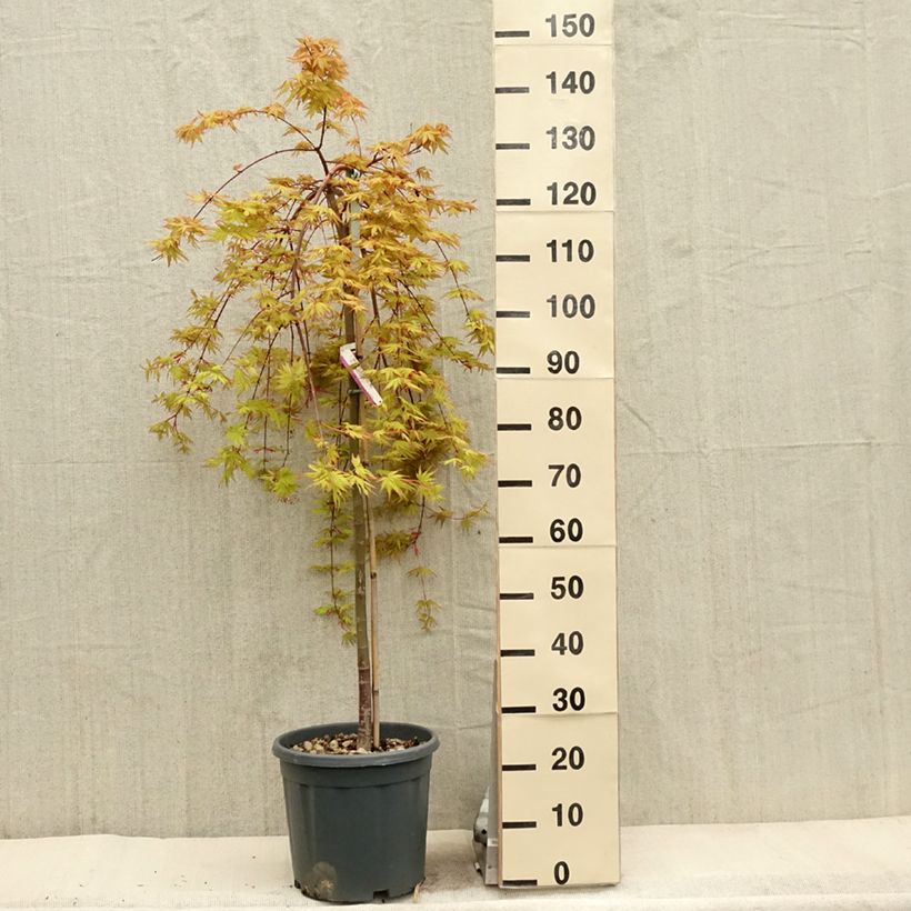 Acer palmatum Cascade Gold - Acero giapponese Vaso da 12L/15L esemplare consegnato in primavera