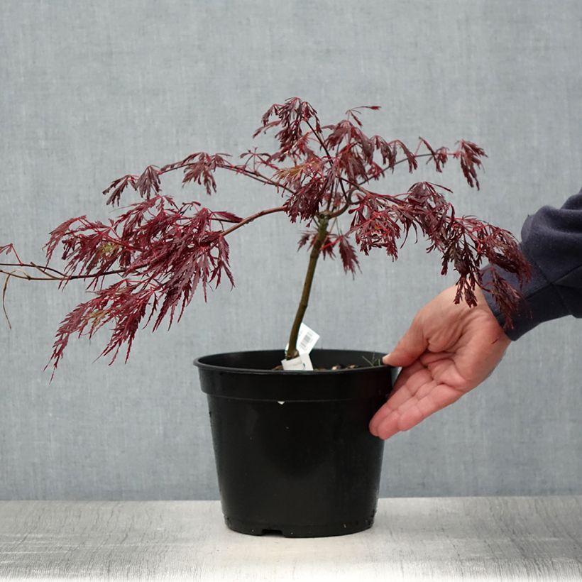 Esemplare di Acer palmatum Crimson Queen - Acero giapponese Vaso da 2L/3L consegnato in estate