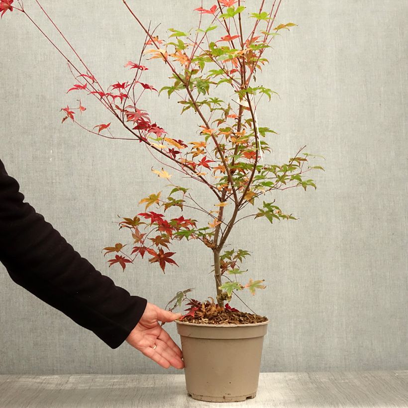 Esemplare di Acer palmatum Deshojo - Acero giapponese Vaso da 4L/5L come consegnato in autunno
