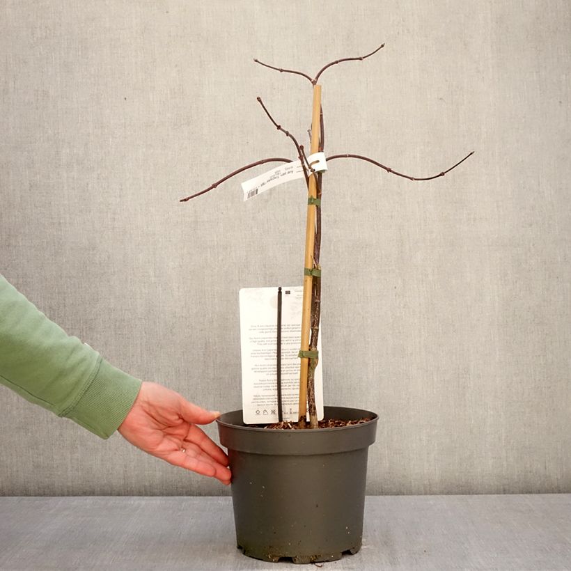 Acer palmatum Firecracker - Acero giapponese Vaso da 4L/5L esemplare consegnato in inverno