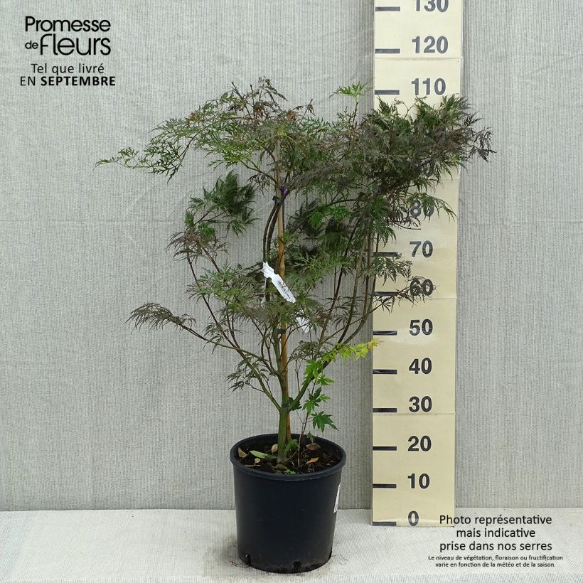 Esemplare di Acer palmatum Dissectum Garnet - Acero giapponese Vaso da 6L/7L come consegnato in autunno
