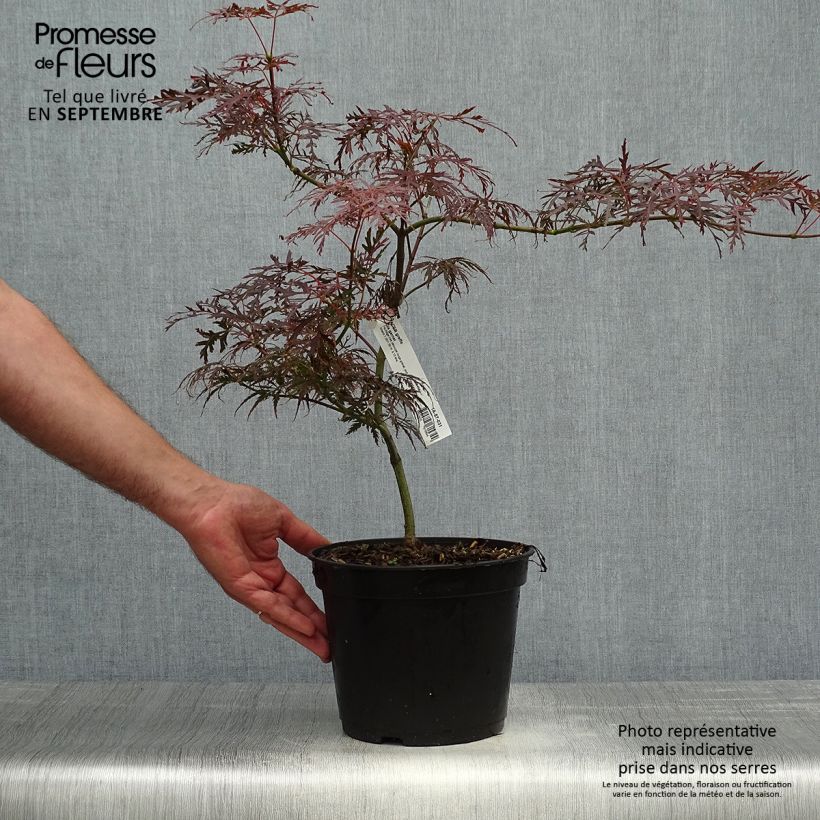 Esemplare di Acer palmatum Dissectum Garnet - Acero giapponese Vaso da 3L/4L come consegnato in autunno