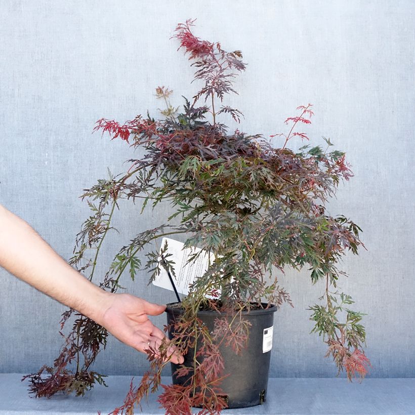 Esemplare di Acer palmatum Dissectum Orangeola - Acero giapponese Vaso da 7,5L/10L consegnato in estate