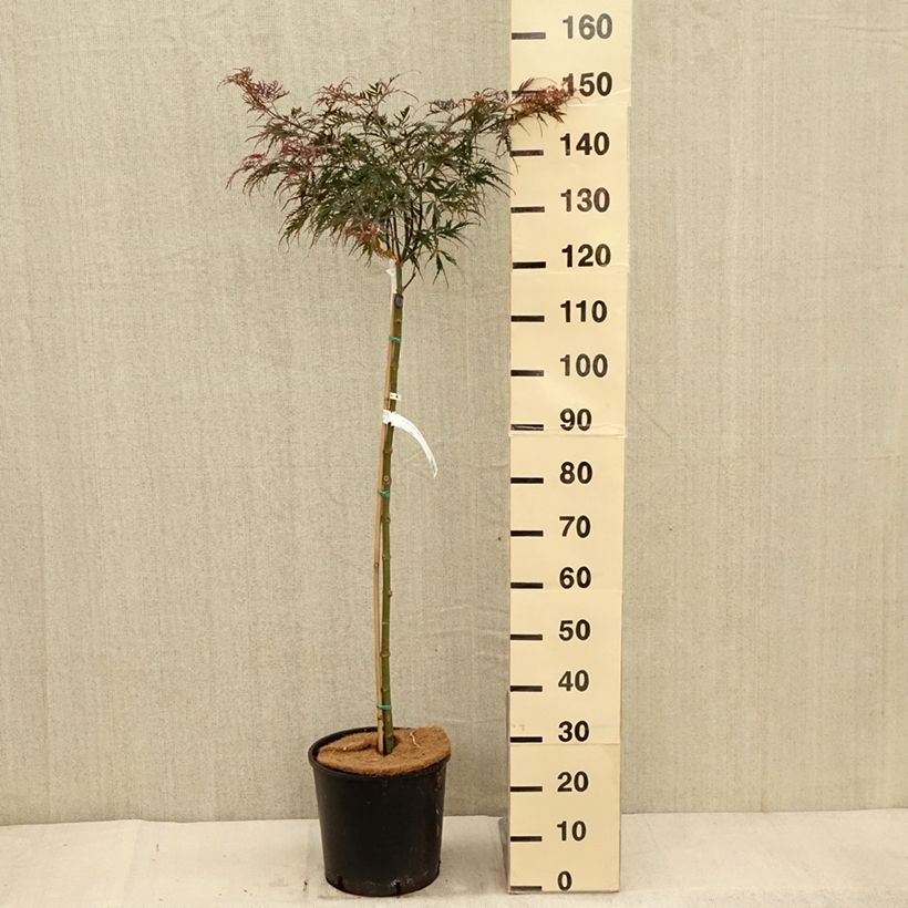 Esemplare di Acer palmatum Dissectum Tamukeyama - Acero giapponese Vaso da 7,5L/10L come consegnato in autunno