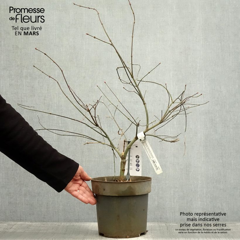 Acer palmatum Dissectum Tamukeyama - Acero giapponese Vaso da 4L/5L esemplare consegnato in primavera