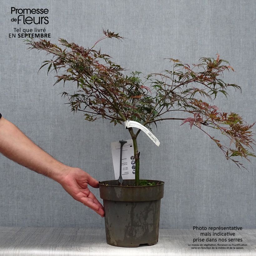 Esemplare di Acer palmatum Dissectum Tamukeyama - Acero giapponese Vaso da 4L/5L come consegnato in autunno