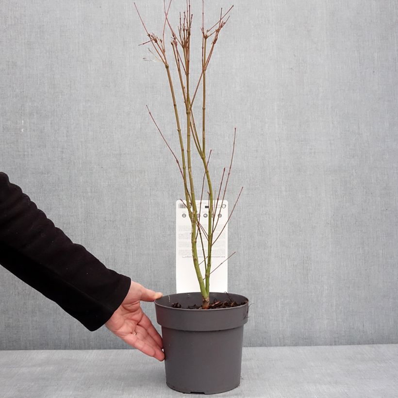 Acer palmatum Going Green - Acero giapponese Vaso da 3L/4L esemplare consegnato in inverno