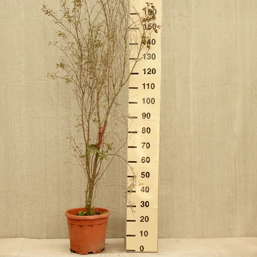 Esemplare di Acer palmatum Kagiri-nishiki - Acero giapponese Vaso da 7,5L/10L come consegnato in autunno
