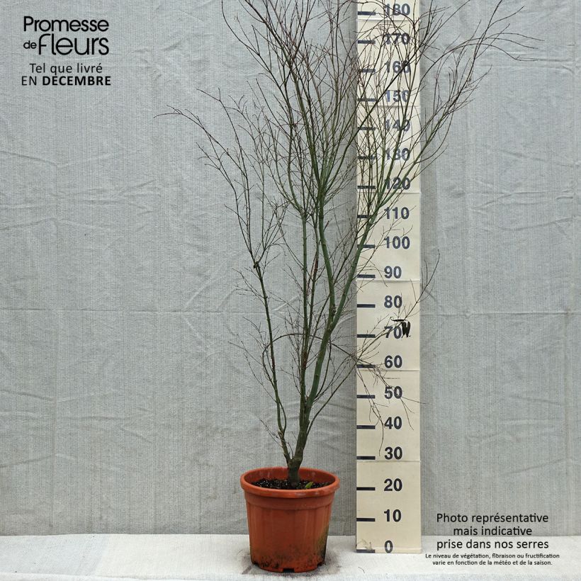 Acer palmatum Kagiri-nishiki - Acero giapponese Vaso da 7,5L/10L esemplare consegnato in inverno