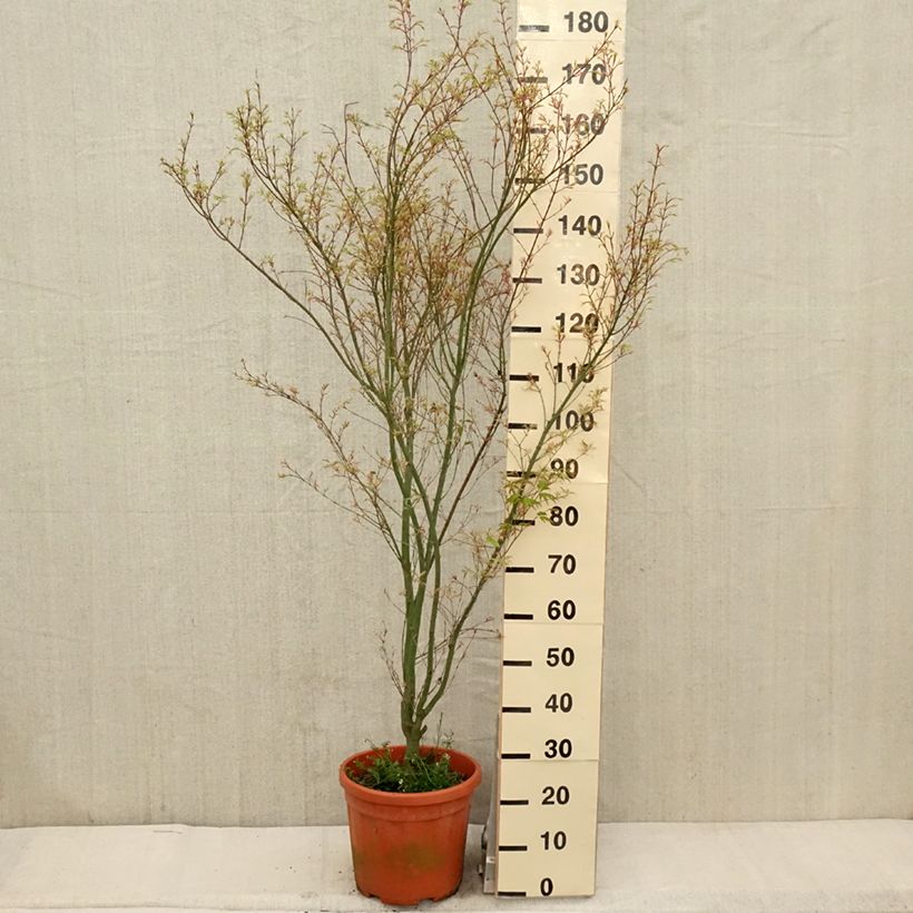 Acer palmatum Kagiri-nishiki - Acero giapponese Vaso da 7,5L/10L esemplare consegnato in primavera