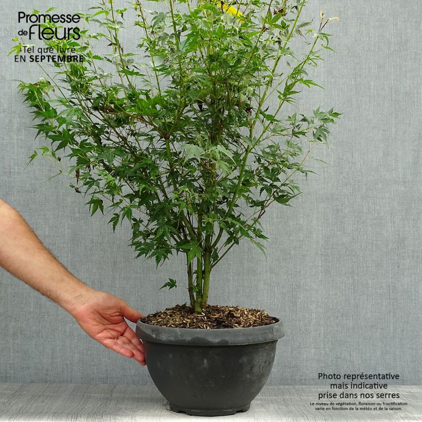 Esemplare di Acer palmatum Katsura - Acero giapponese Ciotola da 7,5L/10L come consegnato in autunno