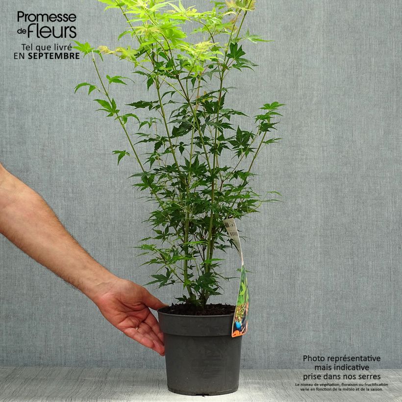 Esemplare di Acer palmatum Katsura - Acero giapponese Vaso da 2L/3L come consegnato in autunno