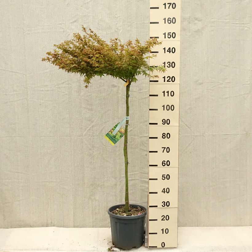 Acer palmatum Little Princess - Acero giapponese Vaso da 12L/15L esemplare consegnato in primavera