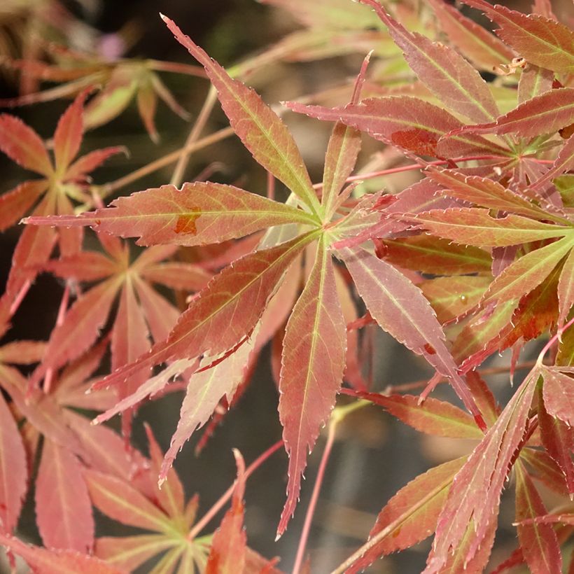 Acer palmatum Little Princess - Acero giapponese (Fogliame)