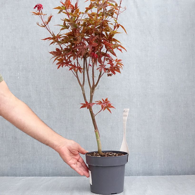 Esemplare di Acer palmatum Little Red - Acero giapponese Vaso da 3L/4L consegnato in estate