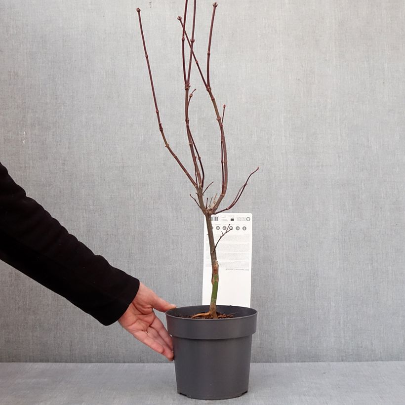 Acer palmatum Little Red - Acero giapponese Vaso da 3L/4L esemplare consegnato in inverno
