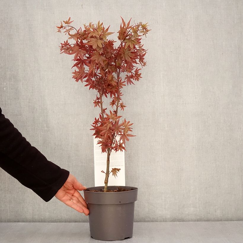 Acer palmatum Little Red - Acero giapponese Vaso da 3L/4L esemplare consegnato in primavera