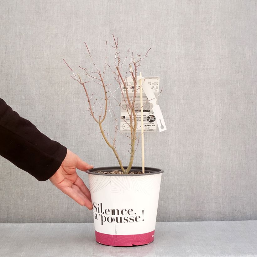 Acer palmatum Metamorphosa - Acero giapponese Vaso da 4L/5L esemplare consegnato in inverno