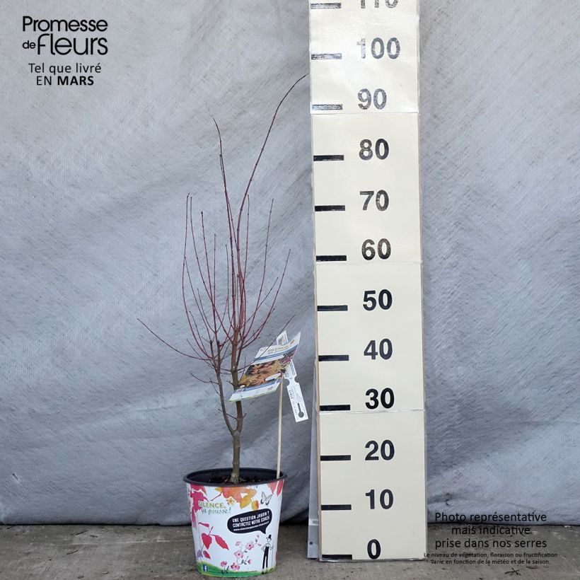 Acer palmatum Metamorphosa - Acero giapponese Vaso da 4L/5L esemplare consegnato in primavera