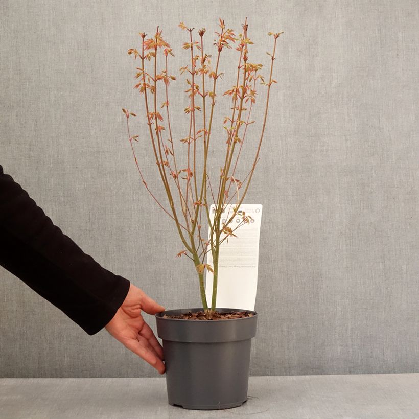 Acer palmatum Orange Lace - Acero giapponese Vaso da Ø 10 cm/11 cm esemplare consegnato in primavera