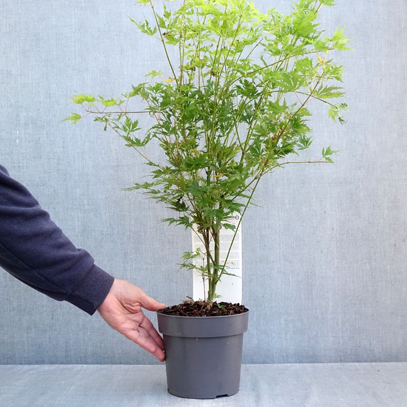 Esemplare di Acer palmatum Orange Lace - Acero giapponese Vaso da 3L/4L come consegnato in autunno