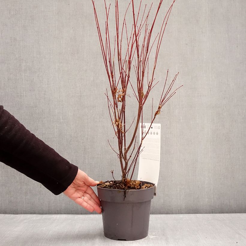 Acer palmatum Orange Lace - Acero giapponese Vaso da 3L/4L esemplare consegnato in inverno