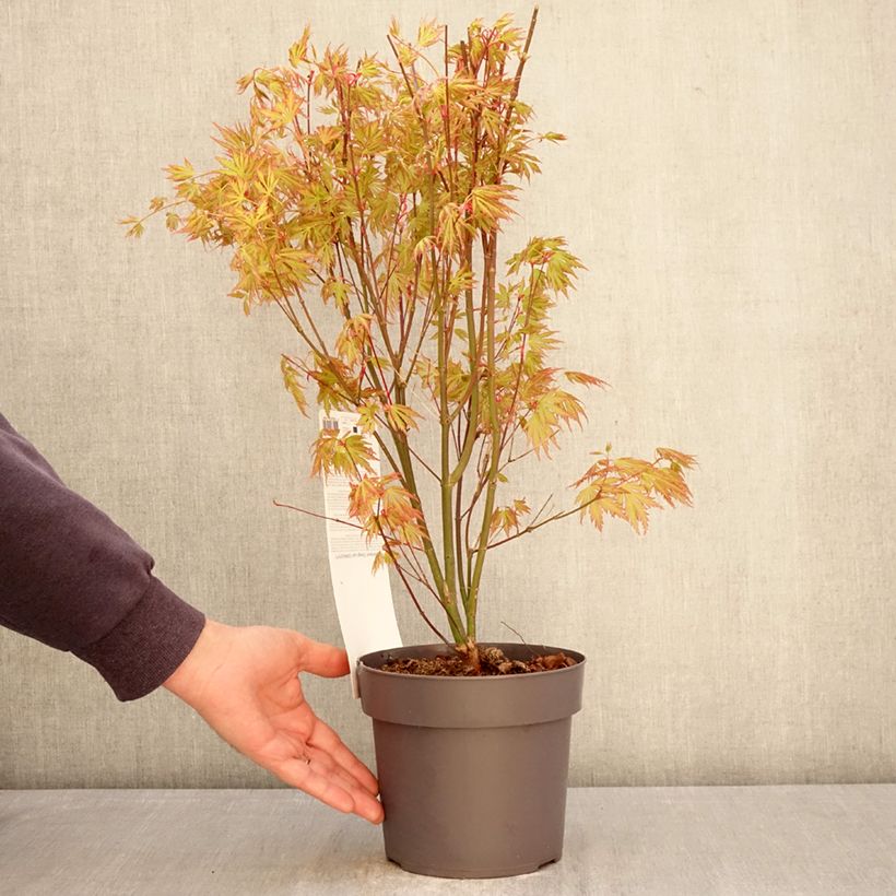 Acer palmatum Orange Lace - Acero giapponese Vaso da 3L/4L esemplare consegnato in primavera